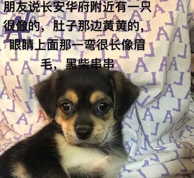 哈尔滨宠物领养（寻狗寻猫启示宠物走失寻宠信息）