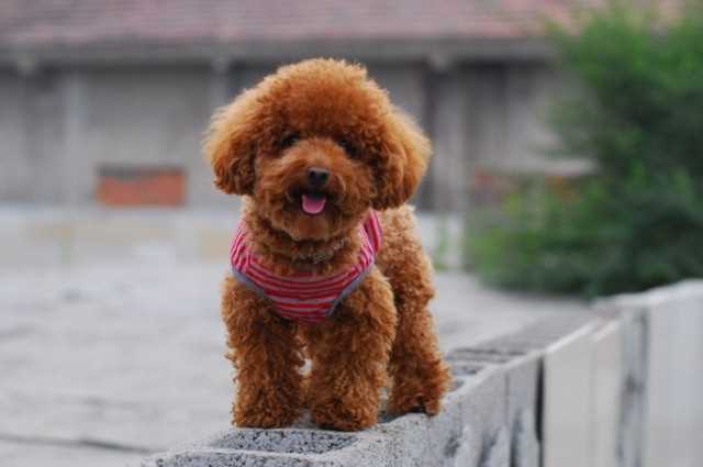 小型宠物狗品种图片（最流行的几种小型犬）