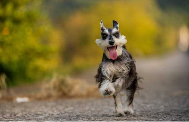 小型宠物狗品种图片（最流行的几种小型犬）