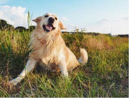 宠物犬种类价格介绍（10种常见狗狗的简介）