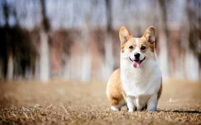 小型宠物狗的品种及图片（8种小型犬非常忠诚）