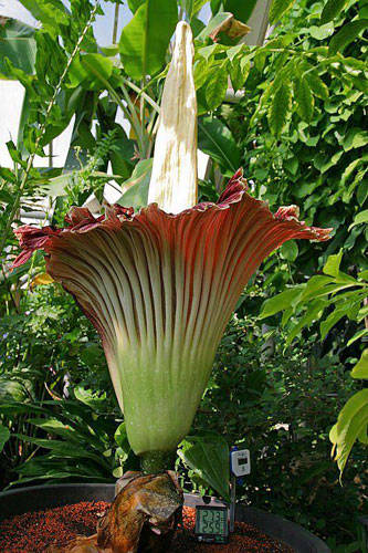 《鬼吹灯里》的神秘物件,泰坦魔芋花(Titan Arum)，又称为“尸花”，它还有更形象的一个名字“尸臭魔芋”。此花生长于苏门答腊群岛，花龄为150年左右，成花预计可以高达1.8米左右，是世界上体型最大的花。它有着类似马铃薯一样的根茎。等到花冠展开后，呈红紫色的花朵将持续开放几天。