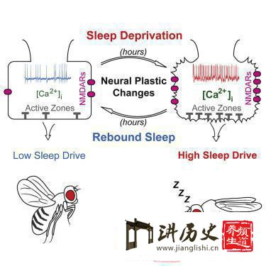 这些果蝇并不需要把失去的睡眠补回来