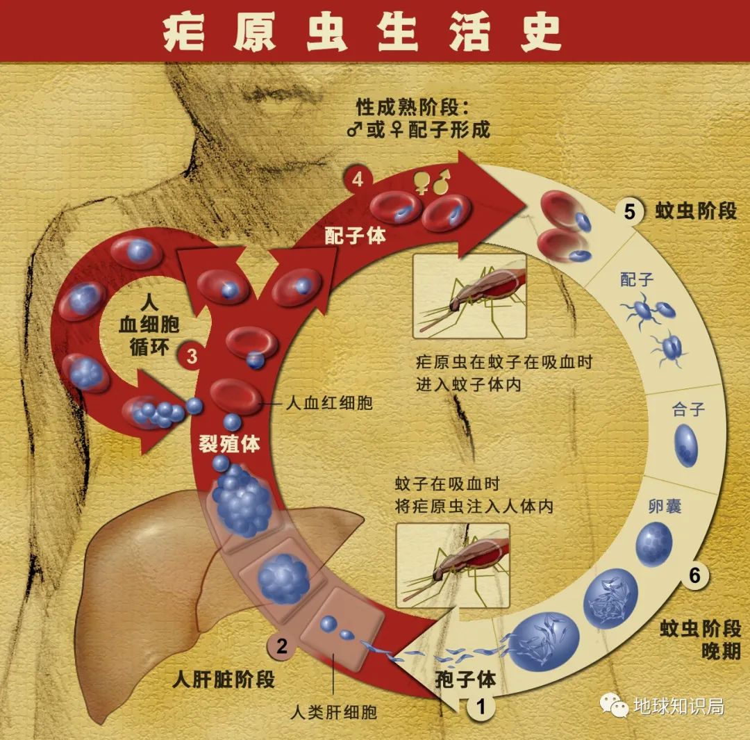 这种病，非洲特别多｜地球知识局