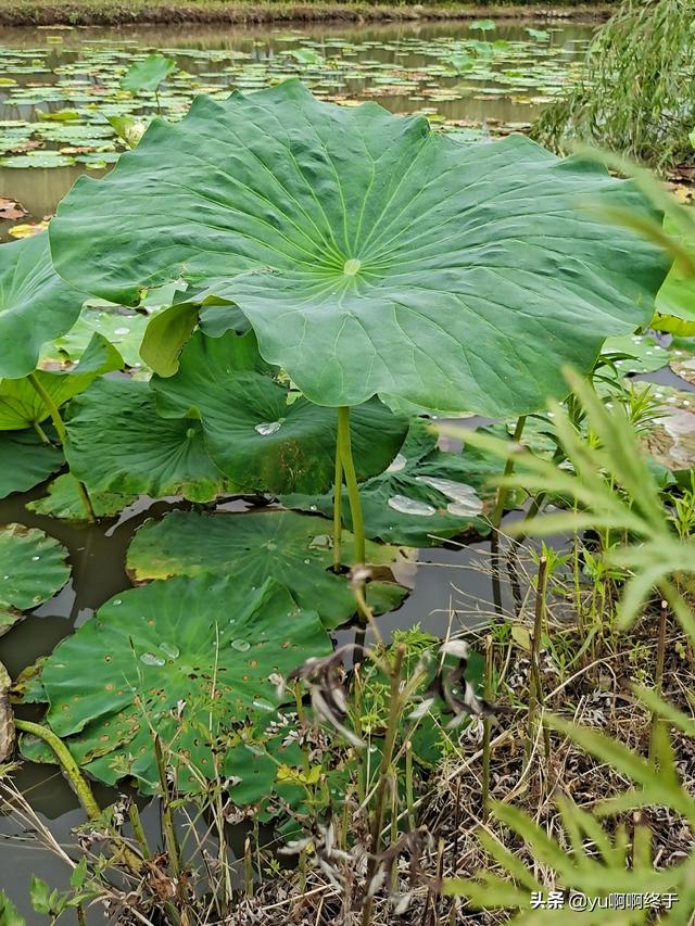 为什么说夏朝是一定存在的（夏朝早期国家产生的表现）