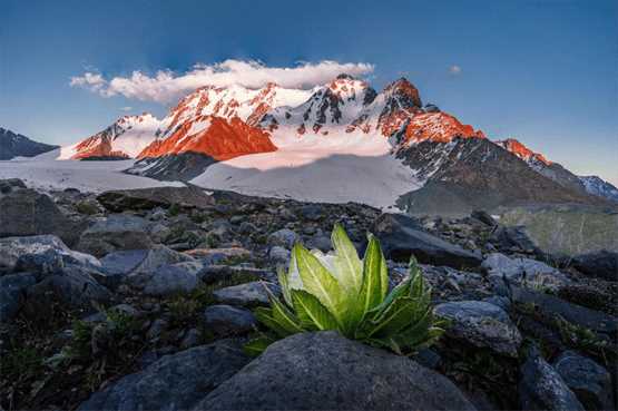 刘弗陵是刘彻的亲生子？汉武帝老来得子或与天山雪莲相关