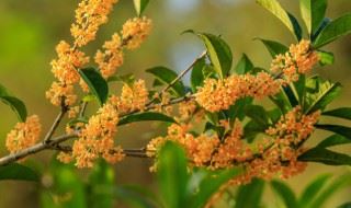 阳台种桂花树风水（桂花树放在阳台哪个位置风水最好）