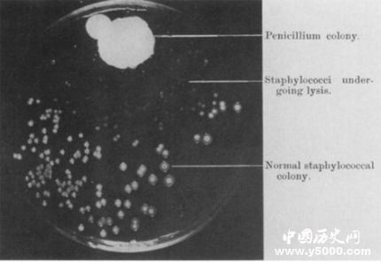 弗莱明与青霉素的故事_弗莱明是怎么发现青霉素的_弗莱明发现青霉素的故事