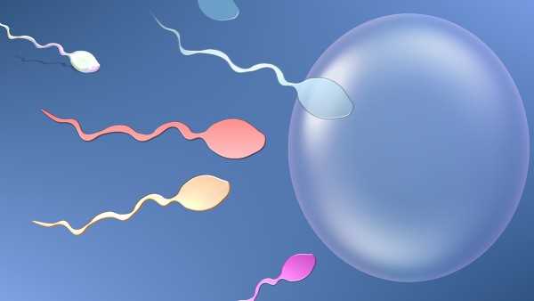 精子和卵子合成受精卵需要多久