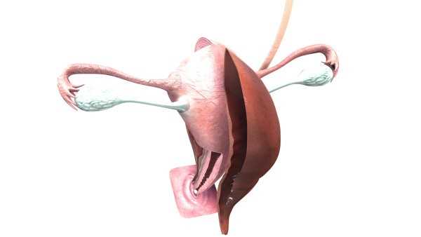 宫颈息肉合并宫颈囊肿怎么治
