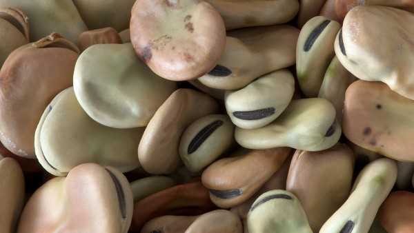 尿酸高的患者能吃蚕豆和花生吗