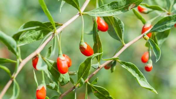 红枣枸杞豆浆的功效是什么