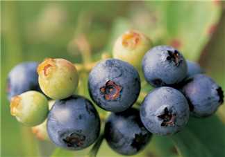 哺乳期可以吃蓝莓吗 哺乳期吃蓝莓的好处