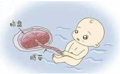 胎盘到底能不能吃呢 生完孩子胎盘是怎么处理的