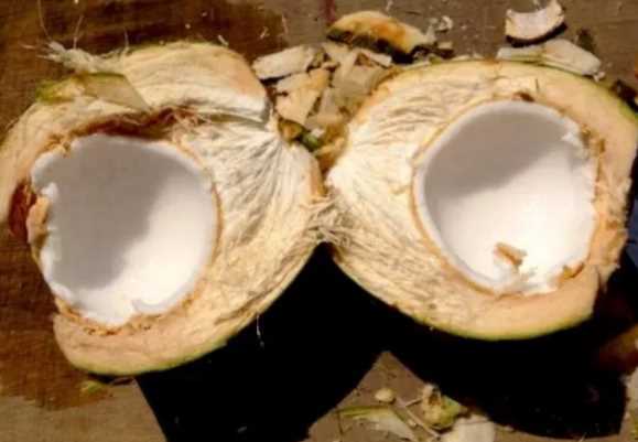 哺乳期能吃椰子吗 哺乳期能