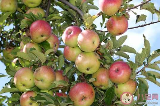 气候变化会使苹果变味吗 气