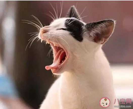 猫换牙吃什么好 猫在换牙期要怎么护理