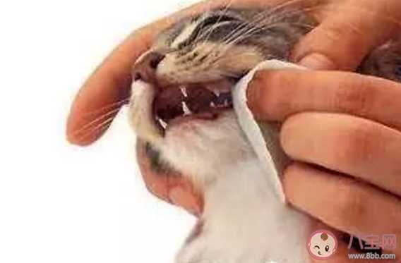 猫换牙吃什么好 猫在换牙期要怎么护理