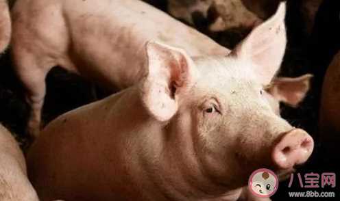 2020猪肉每公斤降了6元是怎么回事  2020猪肉为什么降价了