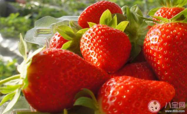 草莓会打激素孩子吃了会性早熟吗 草莓掉色是因为染色过重吗