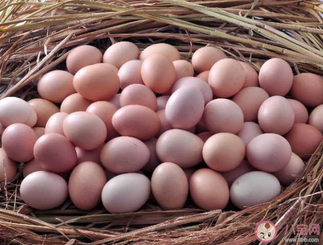 鸡蛋壳为什么有红色和白色两种 可以通过鸡蛋颜色判断鸡蛋营养价值吗