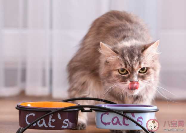 新手铲屎官要了解的猫咪食物清单 猫咪完全不能吃的