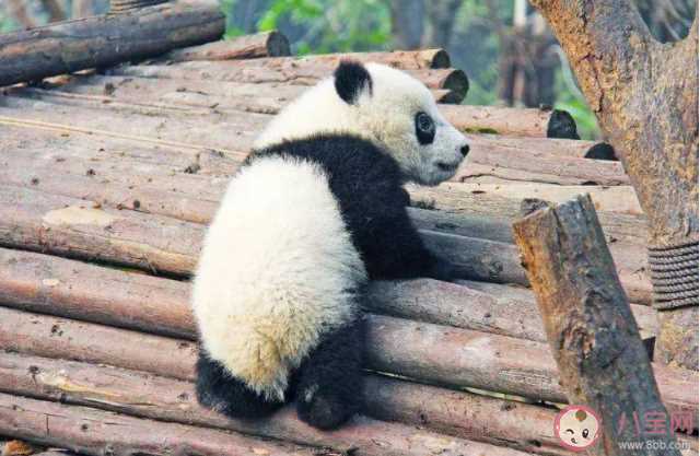 大熊猫的尾巴是什么颜色 熊