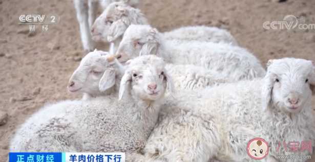 羊肉价格降幅超三成是什么原