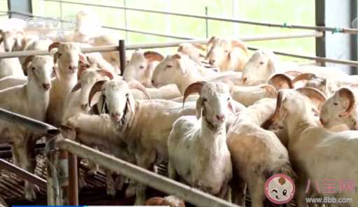 羊肉价格降幅超三成是什么原因 下半年羊肉还会涨价吗