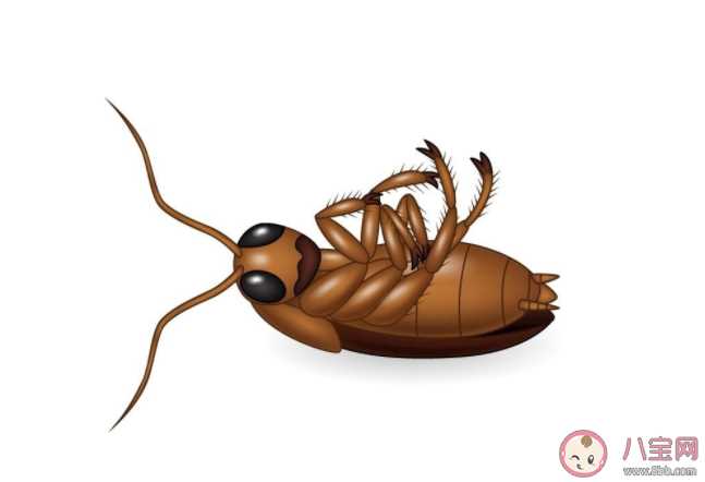 蟑螂不能踩死吗 怎么灭蟑螂才最有效