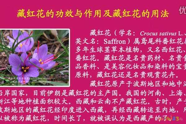 藏红花美容养生堂：藏红花的功效与作用及藏红花的用法