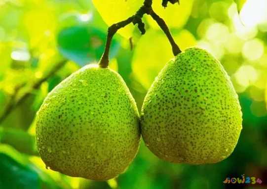 一枝笔莱阳梨汁：冬季吃梨的养生价值与营养功效