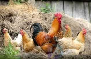 阿根廷已扑杀70余万只禽类 因出现禽流感疫情