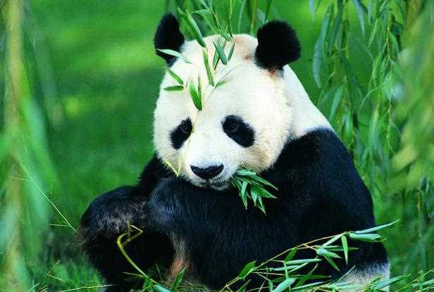 大熊猫喜欢玩什么东西？大熊猫的行为特点？