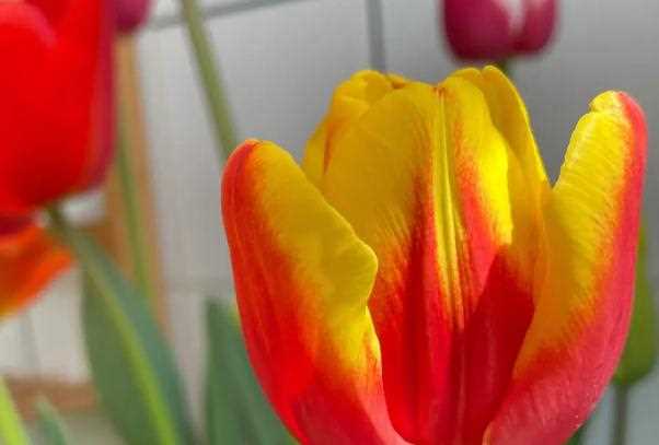 郁金香怎么大量繁？荷兰的国花是什么花郁金香？