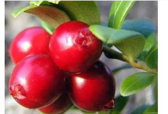 蔓越莓有什么功效作用？蔓越莓有什么营养？