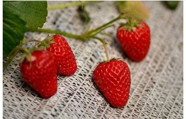 吃草莓的好处都有哪些？草莓汁的功效与作用有哪些？