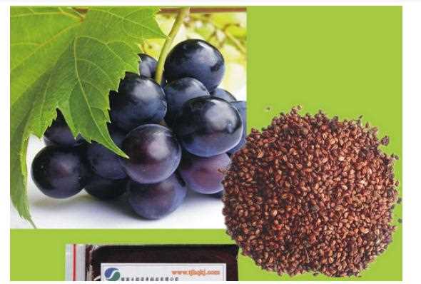 葡萄籽有什么功效？葡萄籽有什么营养价值？
