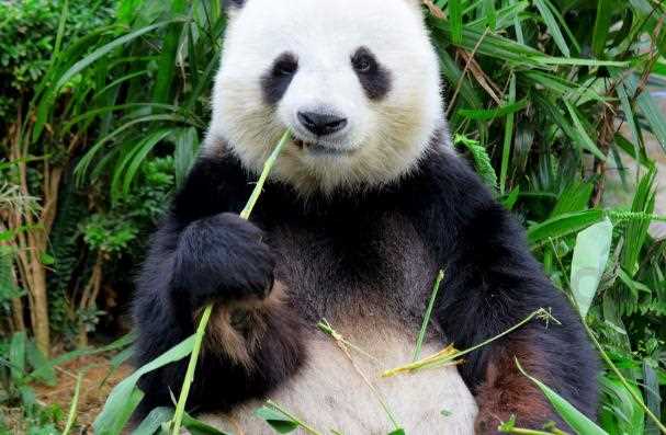 大熊猫为什么被称为活化石的