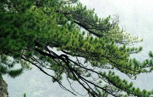 为什么松树冬天也是绿色的 ？崖柏是悬崖绝壁的松树吗？