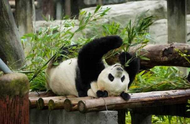 大熊猫为什么叫食铁兽？大熊猫