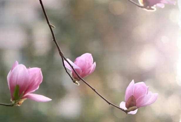 木兰花室内可以养吗？木兰花花语是什么？