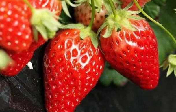 多吃草莓有什么好处？草莓和什