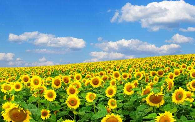 太阳花和向日葵的区别是什么
