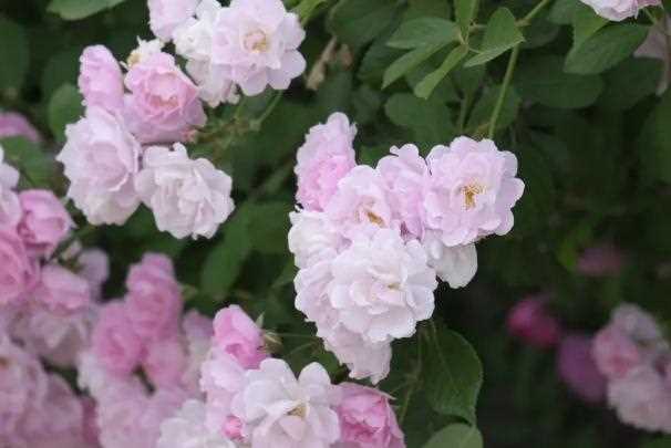藤本月季与蔷薇哪个花期长 ？