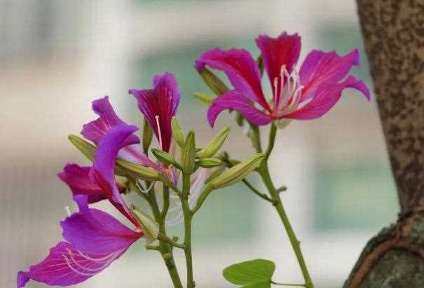 紫荆花有几个品种 ？紫荆花耐寒吗？