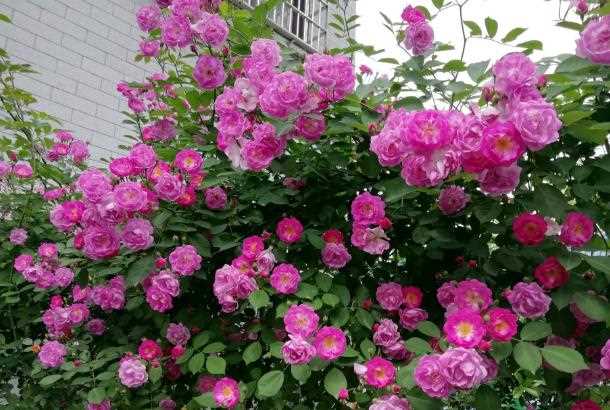 玫瑰月季蔷薇的园林用途？蔷薇花如何水培？