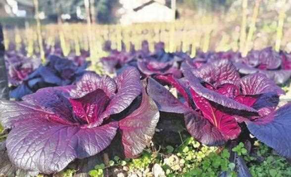 紫色大白菜怎么种高产？大白菜炭疽病危害症状是什么？