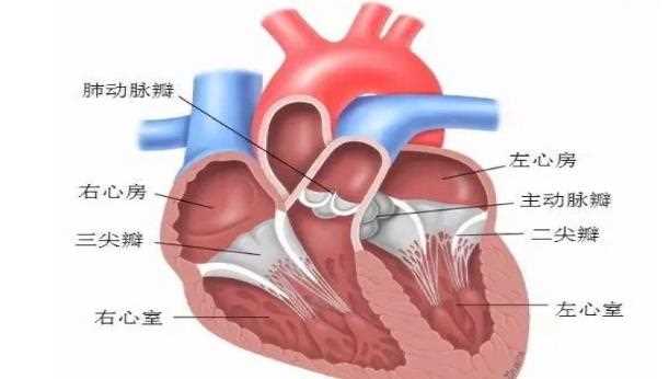心脏瓣膜病能自愈吗 心脏瓣膜可以修复吗