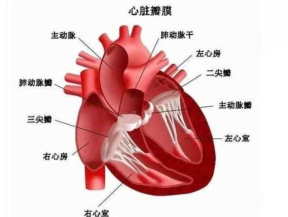心脏瓣膜病的病因是什么 细